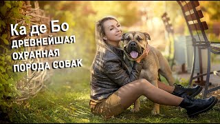 Порода собак Ка де Бо | описание породы | Ка де Бо как первая собака