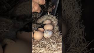 Last Clutch is HATCHING! 🩷🐣