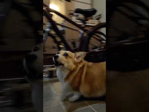 子供達が帰るのを悲しがるコーギー / The corgi follows the children to the door and looks back longingly #コーギー #サクラ