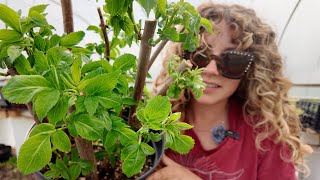 Creating a Food Forest Orchard For Free