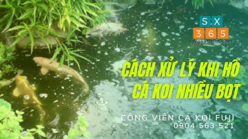 Hồ cá Koi nhiều bọt: Nguyên nhân và cách xử lý - Foamy koi pond: Causes and treatments