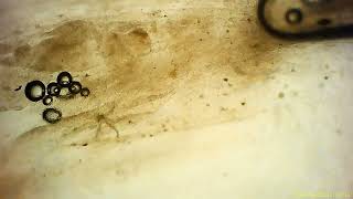 Snot art 4.23 glows under blacklight.  Optogenetics. the interface for under the skin surveillance