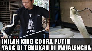 KING COBRA PUTIH LANGKA DARI MAJALENGKA ! SEKARANG ENTAH DIMANA