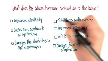 Cortisols effects in the brain - Intro to Psychology