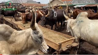 LIVESTOCK UPDATE AT ADUWAWA CATTLE MARKET LATEST PRICE OF COW GOAT SHEEP RAM  CHEAP, U CAN PAY INST.