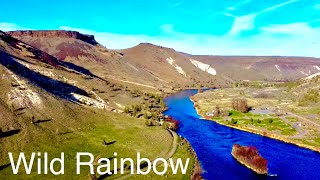 NATIVE RIVER GOLD - Lower Deschutes River Fly Fishing, Oregon