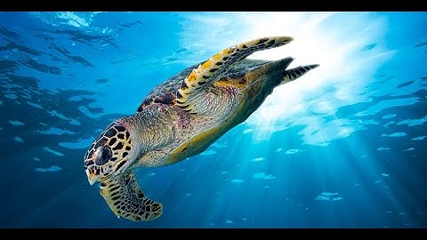 How Animals Navigate Using Earth’s Magnetic Field