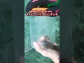 あの伝説のシーン【衝撃映像】#shorts