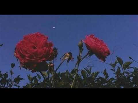 Lemen Nechki L Madi Cover By Kawtar Slowed Reverb 