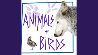 Download Lagu Hens Clucking in Hen House Download Lagu Hens Clucking in Hen House
