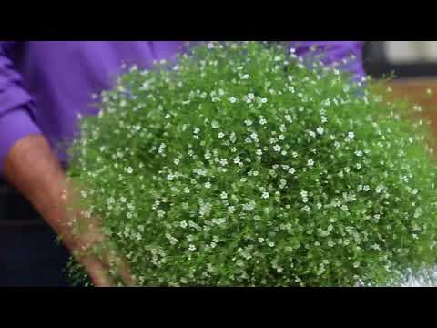 Video: Gypsophila Hiipii