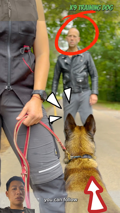 high-class working dog#germanshepherd #dog #puppy #funny #pets #k9 #dog training #cutedog #malinois