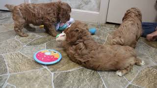 Cockapoo Puppies For Sale