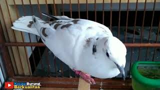 Suara Burung Puter Warna || Puter Blorok Berkualitas