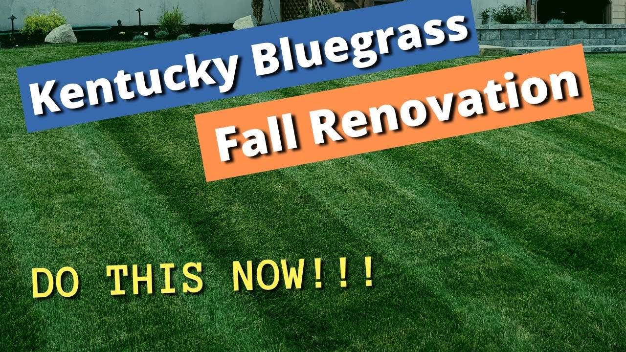 FIX YOUR LAWN - Fall lawn renovation, Kentucky Bluegrass (KBG lawn renovation, repair and re-growth)