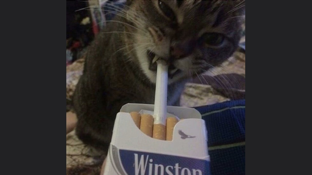 *free for profit* phonk + cowbell type beat - сироп