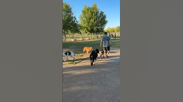 What does a trained dog look like IN the dog park with lots of other people and off-leash dogs?
