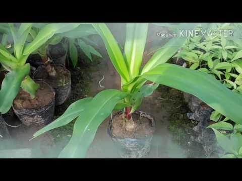 Video Cách sử dụng trinh nữ hoàng cung chữa u xơ - youtube