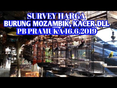 Survey Harga Burung Mozambik Kacer Dll Pb Pramuka 16 6 2019
