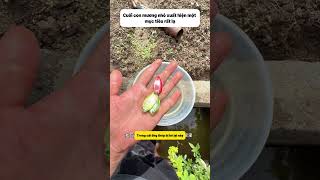 Có ai nhận ra con cá hoa văn bạc đen cuối video không?