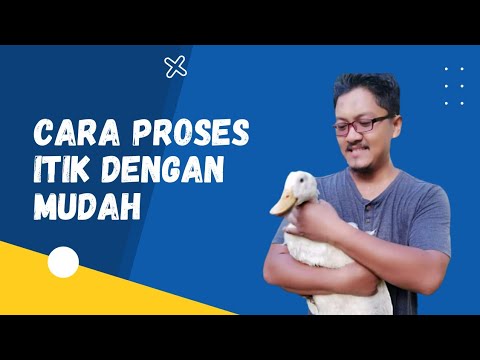 Video: Adakah bulu itik halal?