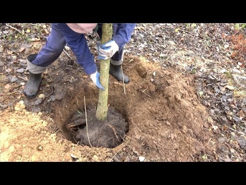 Wideo: Jak przesadzasz duże drzewo cedrowe?