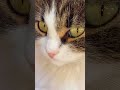 Никогда не предавайте доверия животных , которые остаются верными до конца своей жизни ...