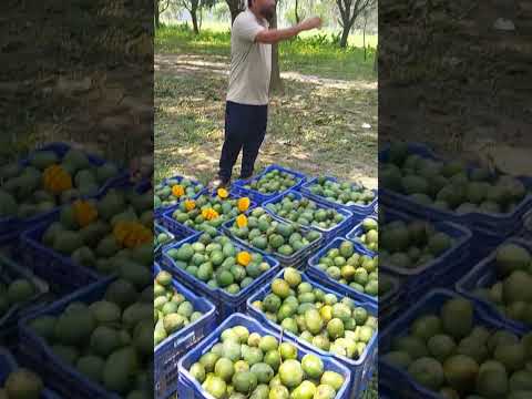 Mangoes #news #new #mango #sweet #testy #fruits