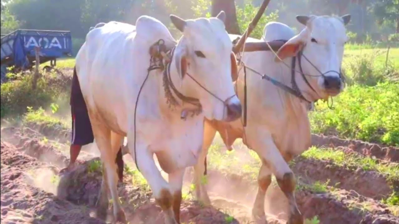 Cows plowing Farmers harvest Javanese potato tubers - YouTube
