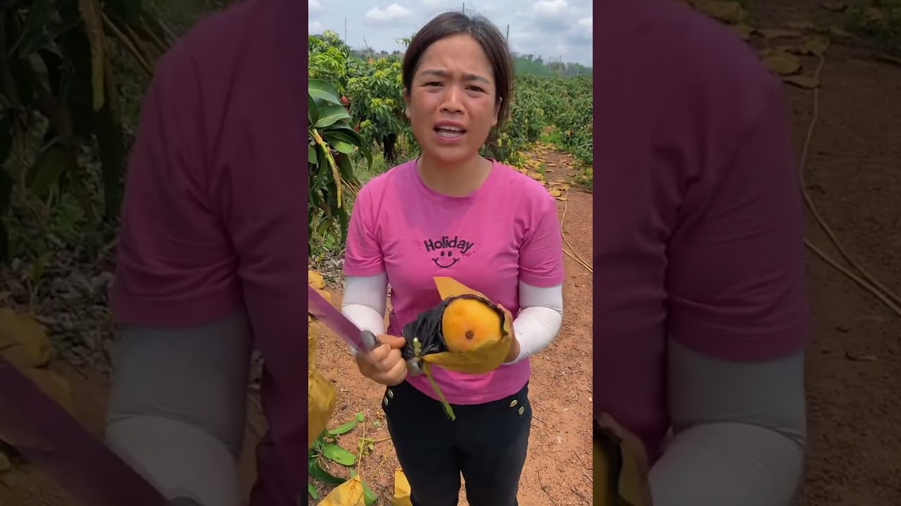 Esta chica cosecha los mejores mangos de China 👏