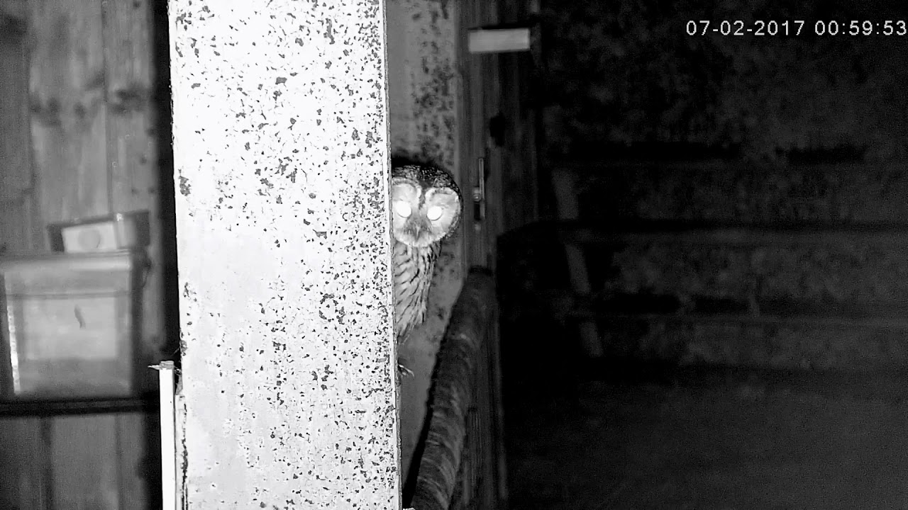 england traduccion Another Tawny Owl Visit
