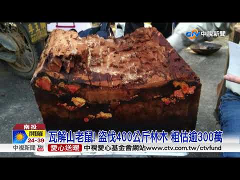 山老鼠盜伐還實彈打靶 工寮藏151顆霰彈│中視新聞 20180607