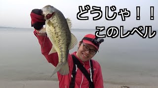 琵琶湖柳が崎でデカバス捕獲！OSPドライブクローいいね！
