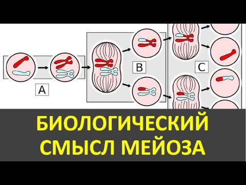 10. Биологический смысл мейоза