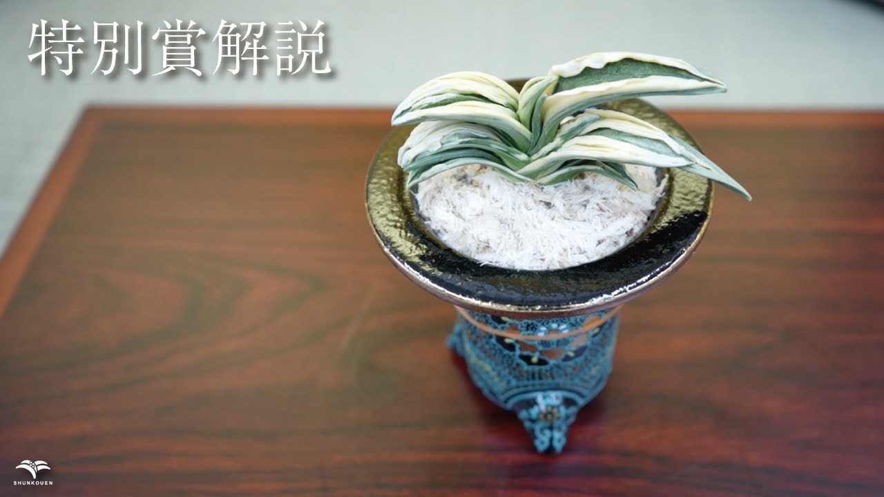全国大会の上位品種ってどんな品種？ - YouTube