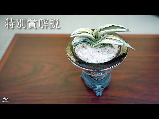 全国大会の上位品種ってどんな品種？ - YouTube