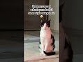 Pek hoşlanmadı sanki😅#keşfet #kedi #öneçıkar #kediler #horror #music #remix #tekirkedi #yabancılar