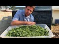 Intensive Moringa Harvest Part3 - Ep212