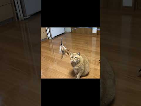 ”シーズン到来！猫釣り解禁！！”