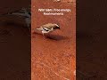 Wild birds. Free energy. Real moments.