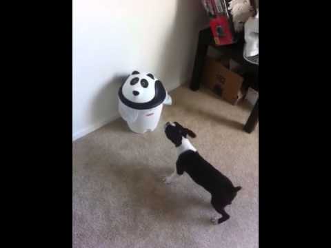 Funny Boston Terrier Puppy vs. Panda