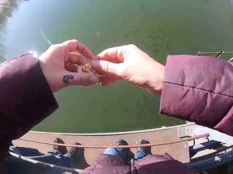Fish in the Chernobyl Nuclear Power Plant Cooling Channel - YouTube