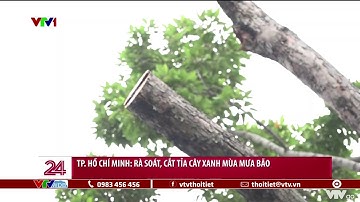 TP. Hồ Chí Minh rà soát, cắt tỉa cây xanh mùa mưa bão | VTVWDB