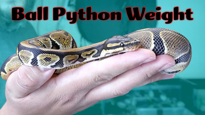 Hướng dẫn how much should a female ball python weigh? - trăn bóng cái nặng bao nhiêu?