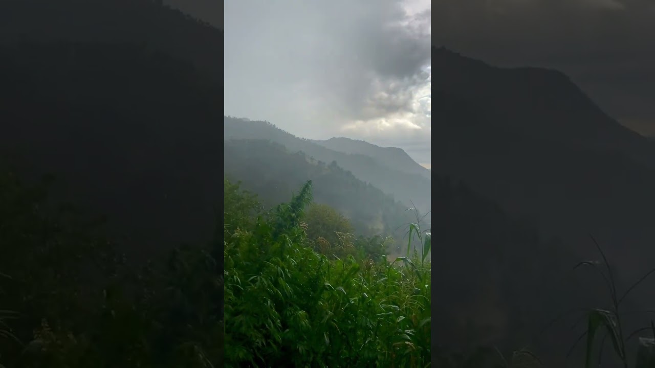 Dandelions in Spring...