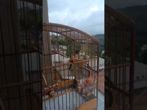 Coleiro Arcanjo Renegado cantando no fim de temporada 👍