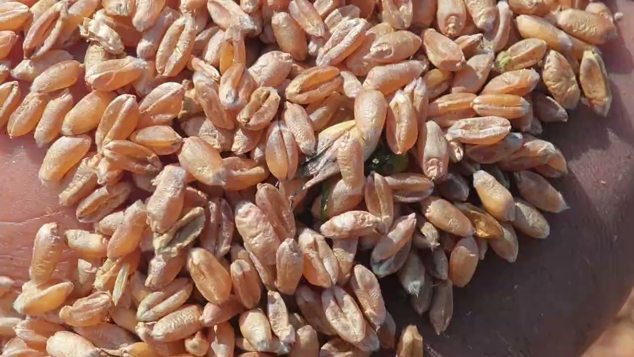 Kulšanas sākums 2025.