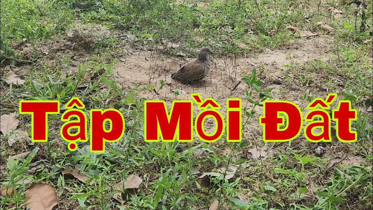 Cách Tập Cu Gáy Mồi Đất Ra Rừng Là Chơi Liền