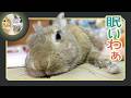 🐰ほりほりで疲れて🐇、おねむ…😌【 ウサギのちゃび 】　2026年4月20日