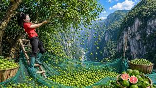 Harvesting Rare Pink-Flesh Limes on a Dangerous Mountain Cliff